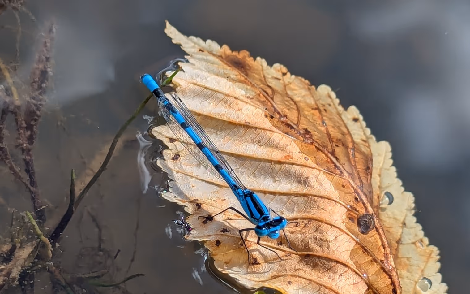 Una libellula blu.