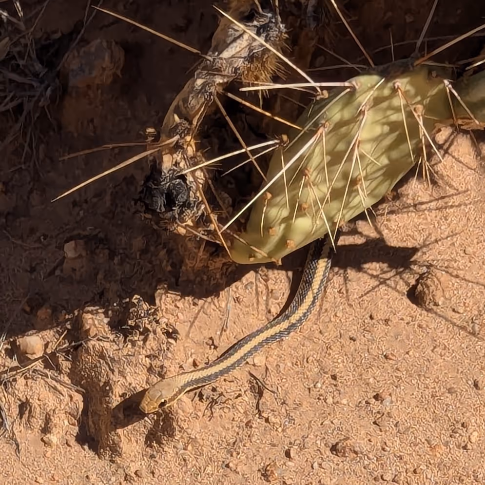 Serpente dal naso a toppa occidentale.
