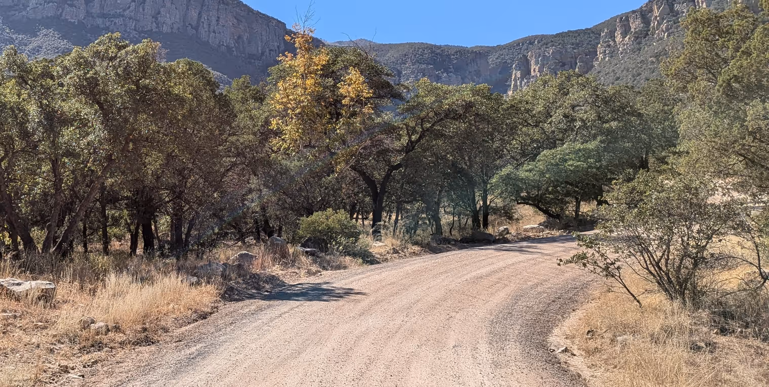 Querce ai lati della strada.