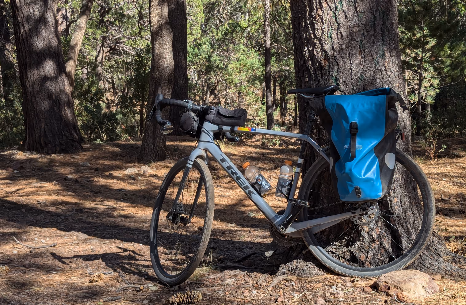 Bicicletta tra i pini.
